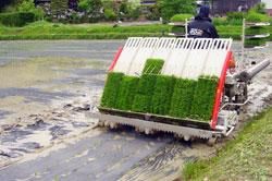 惣兵衛米の田植えの様子